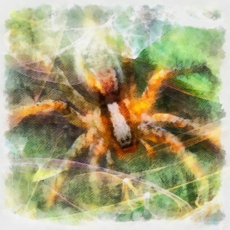 Free stock image of Spider Illustration created by Prawny