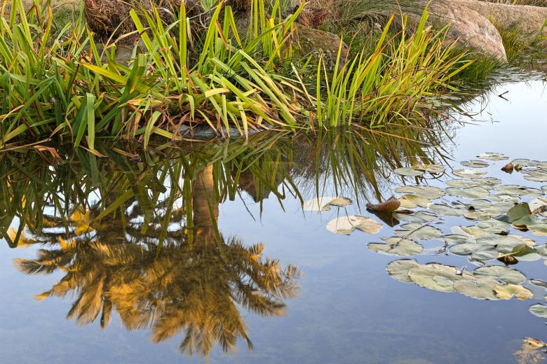 Free stock image of Fountain Foliage Reflection - HDR created by Nicolas Raymond