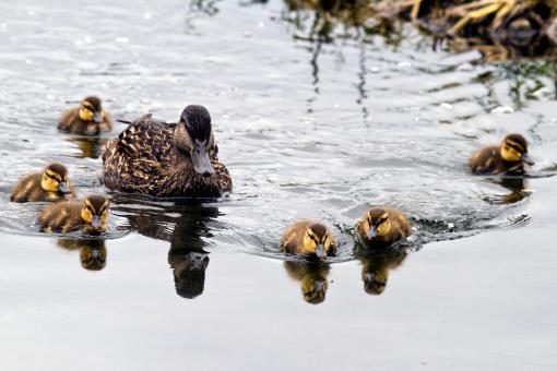Baby Mallard Ducks - Free Stock Photo