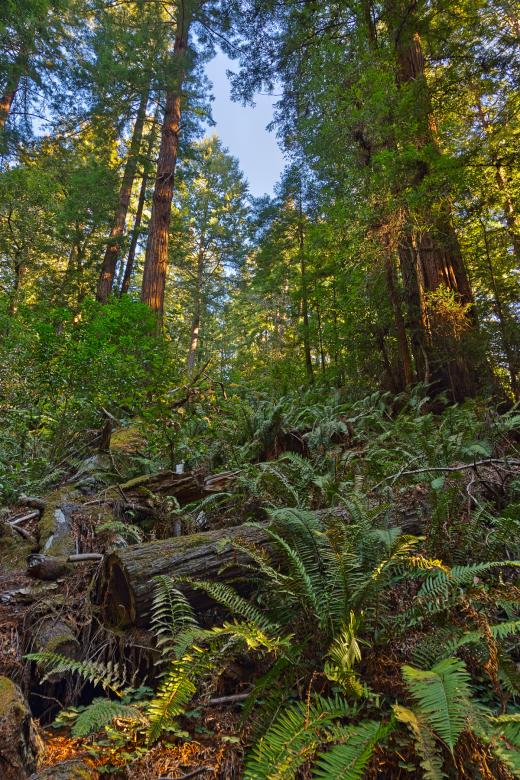 Free stock image of Muir Woods Scenery - HDR created by Nicolas Raymond