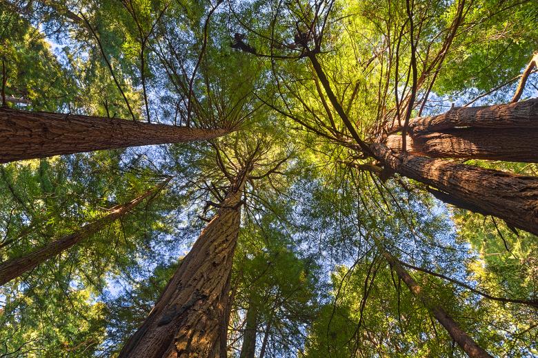 Free stock image of Muir Woods Scenery - HDR created by Nicolas Raymond