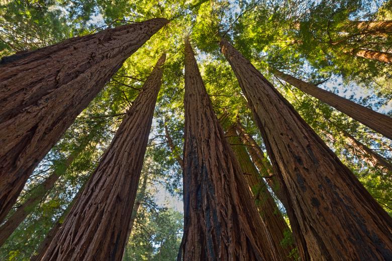 Free stock image of Muir Woods Scenery - HDR created by Nicolas Raymond