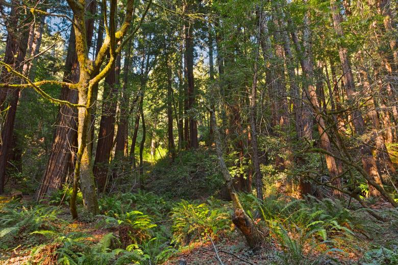 Free stock image of Muir Woods Scenery - HDR created by Nicolas Raymond