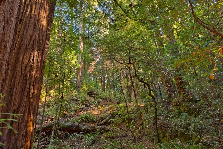 Free stock image of Muir Woods Scenery - HDR created by Nicolas Raymond