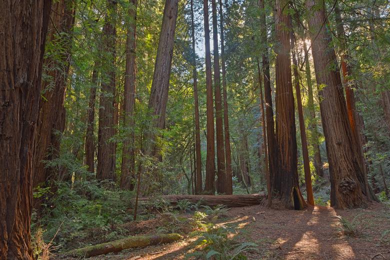 Free stock image of Muir Woods Scenery - HDR created by Nicolas Raymond