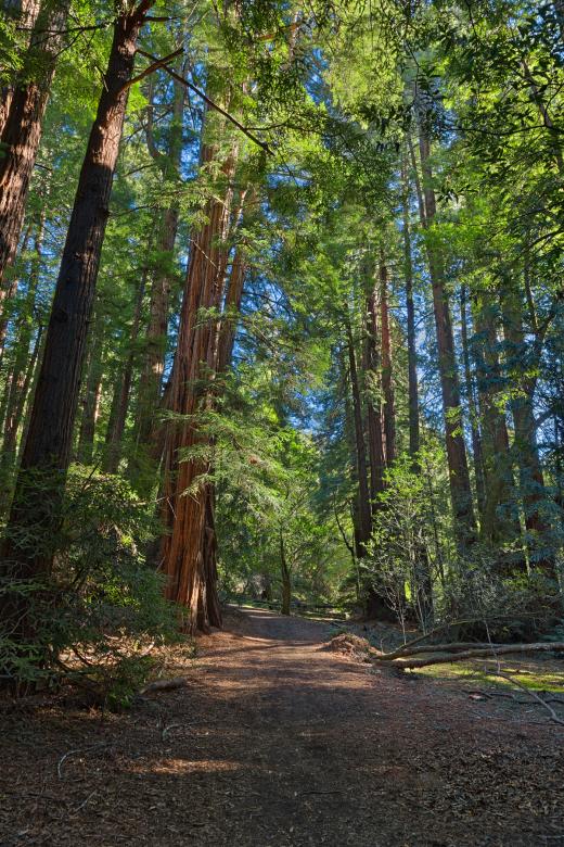 Free stock image of Muir Woods Trail - HDR created by Nicolas Raymond