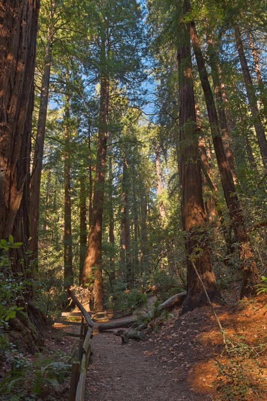 Free stock image of Muir Woods Trail - HDR created by Nicolas Raymond