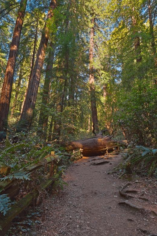 Free stock image of Muir Woods Trail - HDR created by Nicolas Raymond
