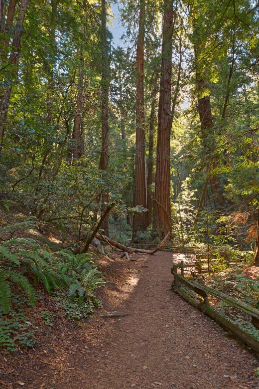Free stock image of Muir Woods Trail - HDR created by Nicolas Raymond
