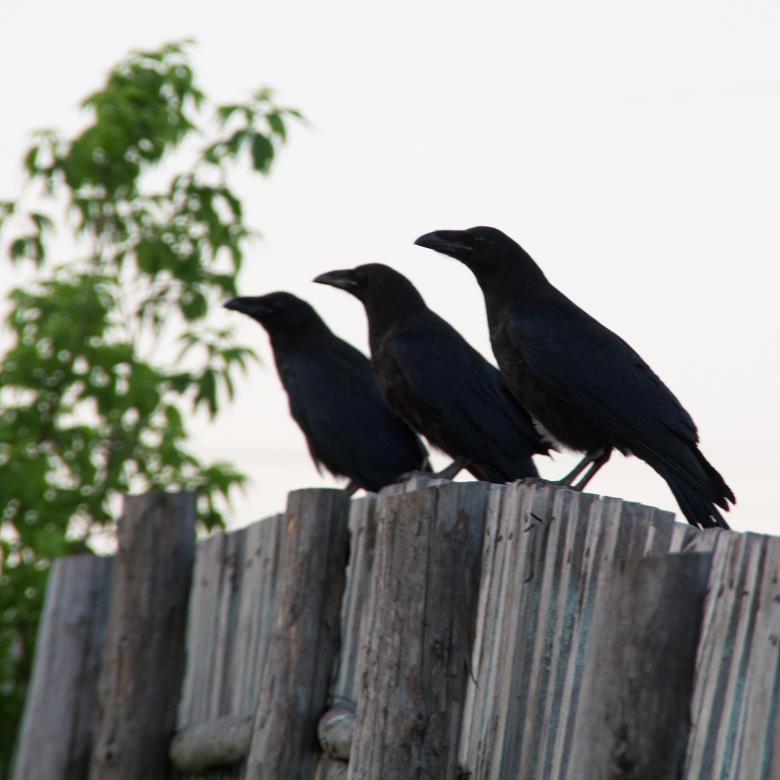 Free stock image of Ravens created by 2happy