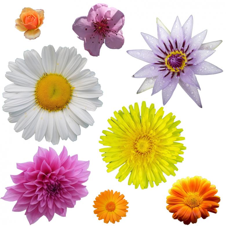Free stock image of Isolated Flowers created by Prawny