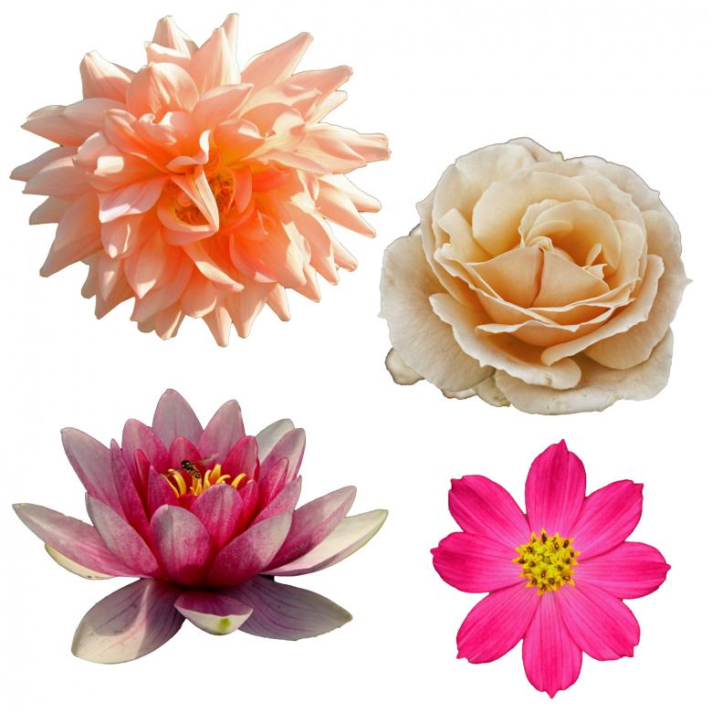 Free stock image of Isolated Flowers created by Prawny