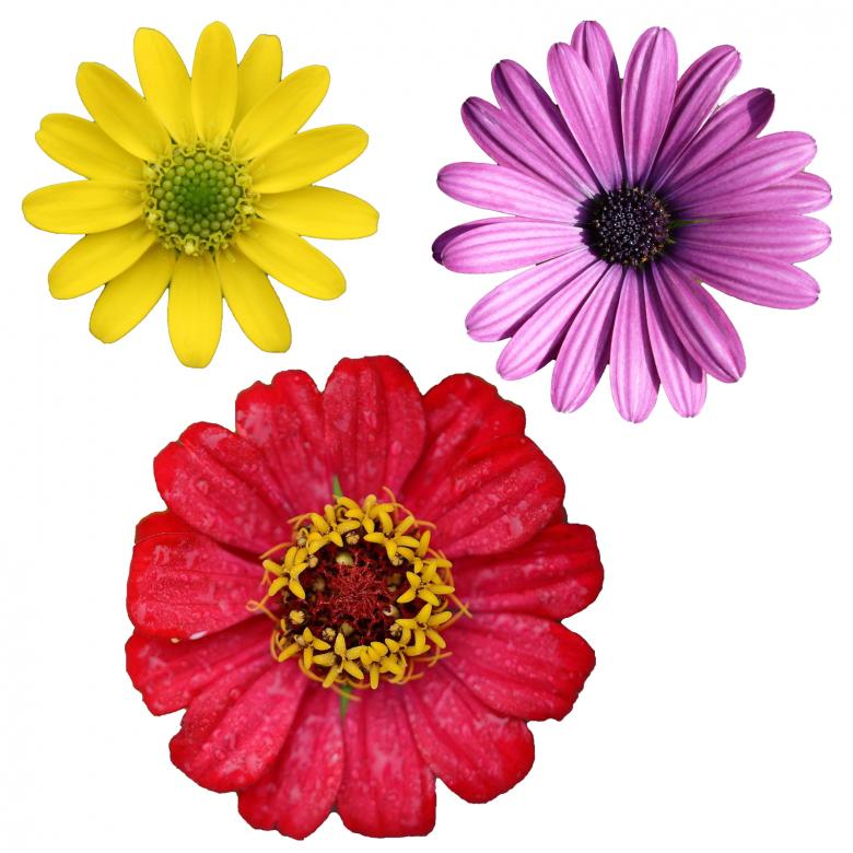 Free stock image of Isolated Flowers created by Prawny