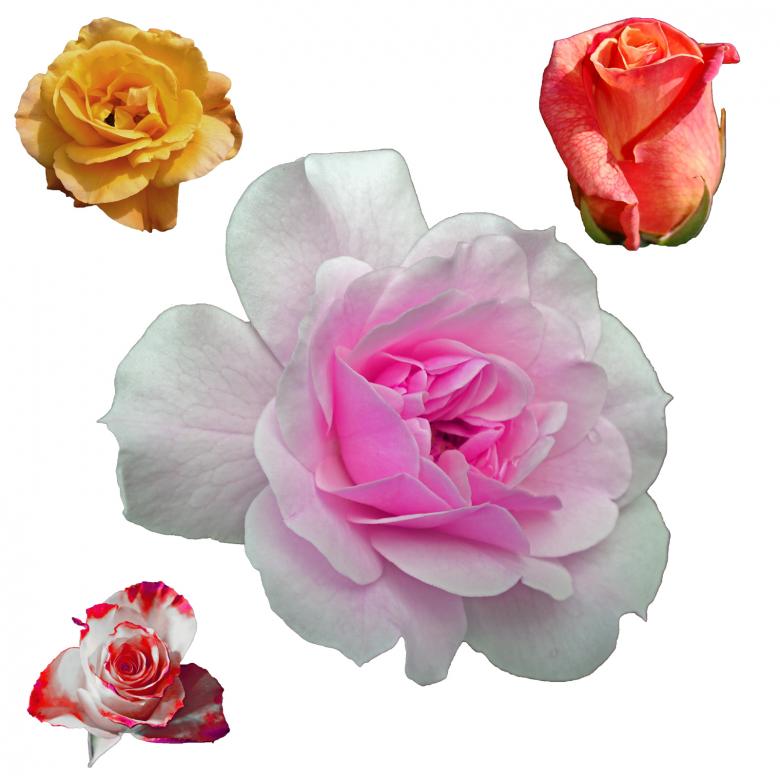Free stock image of Isolated Flowers created by Prawny