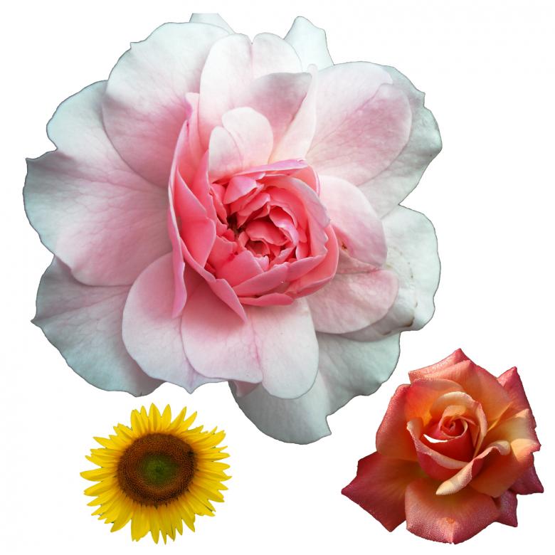 Free stock image of Isolated Flowers created by Prawny