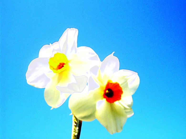 Free stock image of Daffodils created by Prawny