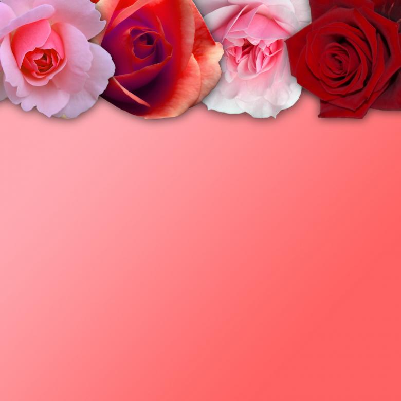 Free stock image of Rose Border created by Prawny