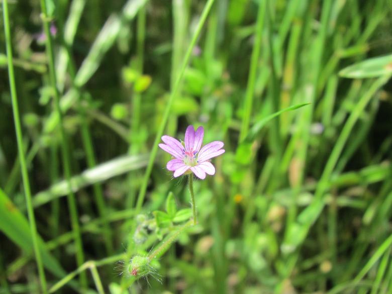 Free stock image of Little purple flower created by Boris Kyurkchiev