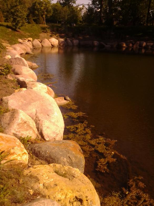 Free stock image of Pond created by Mario