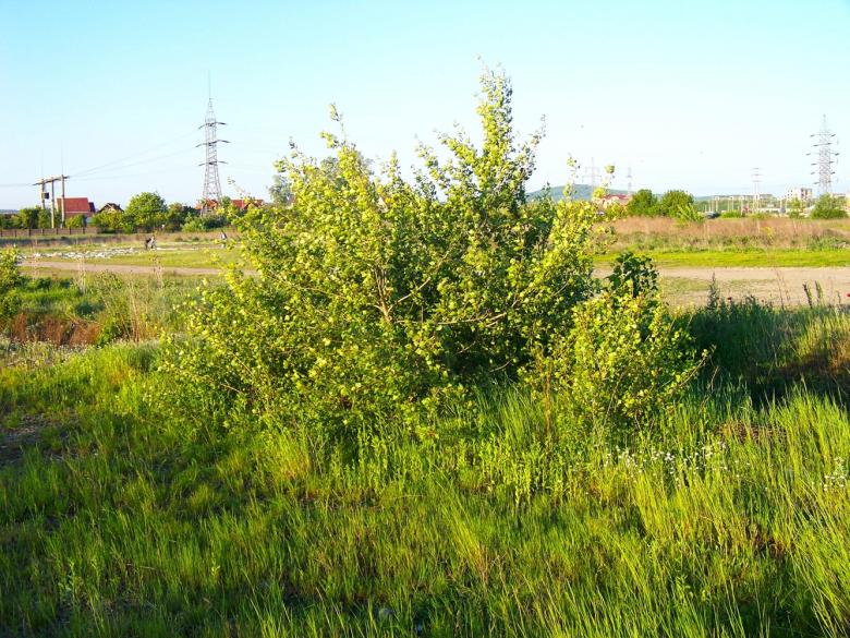 Free stock image of Bush on a field created by Shaggy