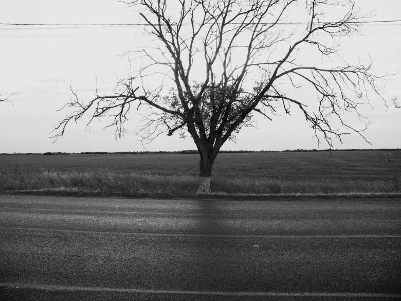 Free stock image of Dry tree near a road in black & white created by Shaggy