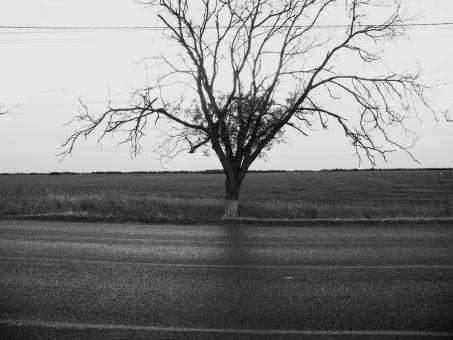 Dry tree near a road in black & white - Free Stock Photo