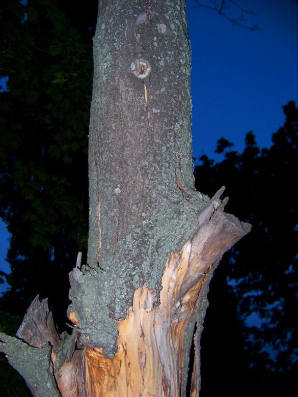 Free stock image of Tree bark created by Shaggy