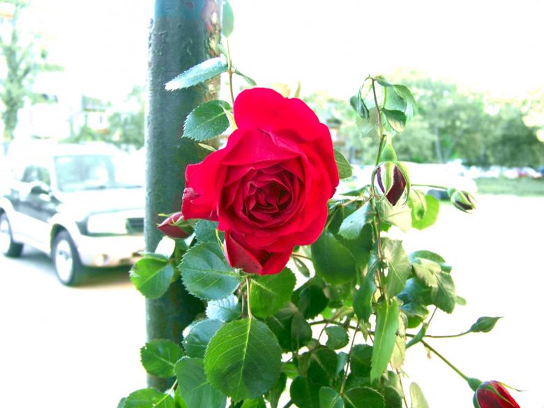 Free stock image of Red rose near a parking lot created by Shaggy