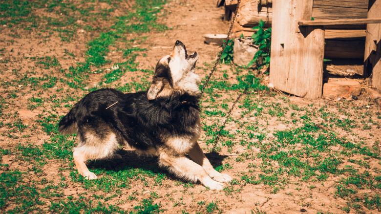 Free stock image of Howling Dog created by Arthur