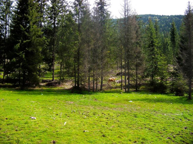 Free stock image of A cow in the forest created by Shaggy
