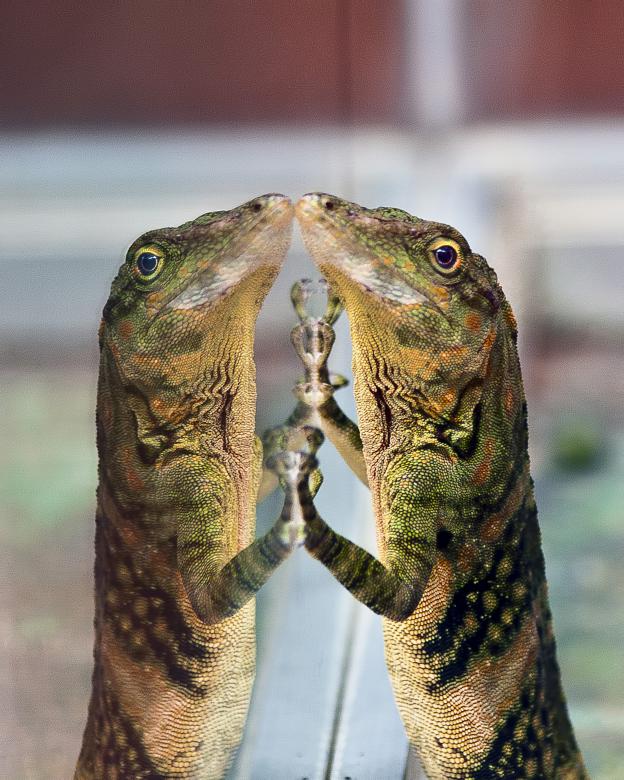 Free stock image of Lizard created by Geoffrey Whiteway