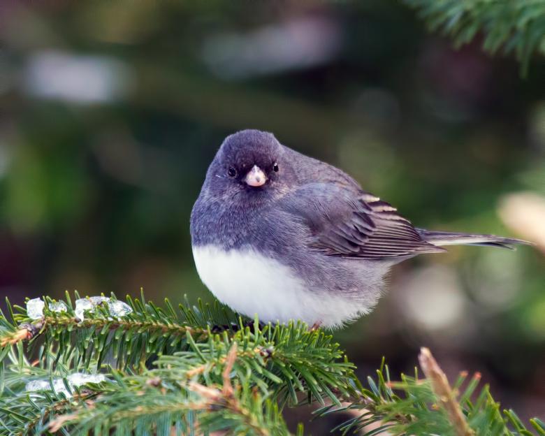 Free stock image of Bird created by Geoffrey Whiteway