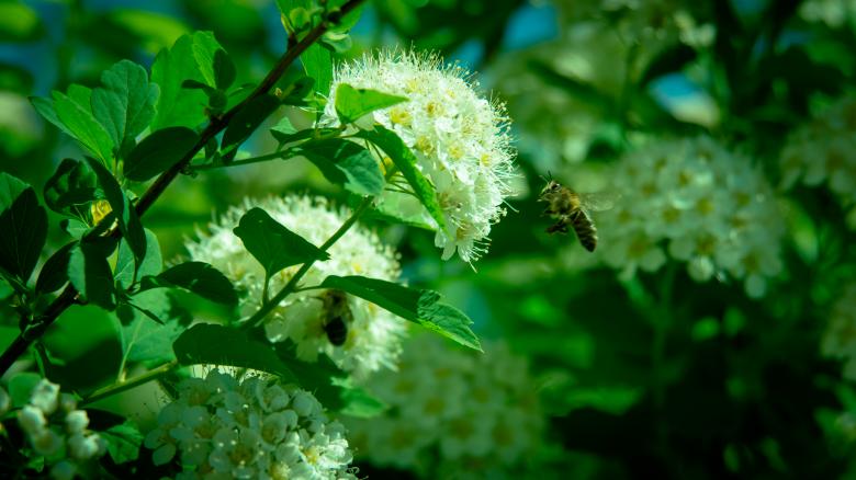 Free stock image of Bee created by Arthur