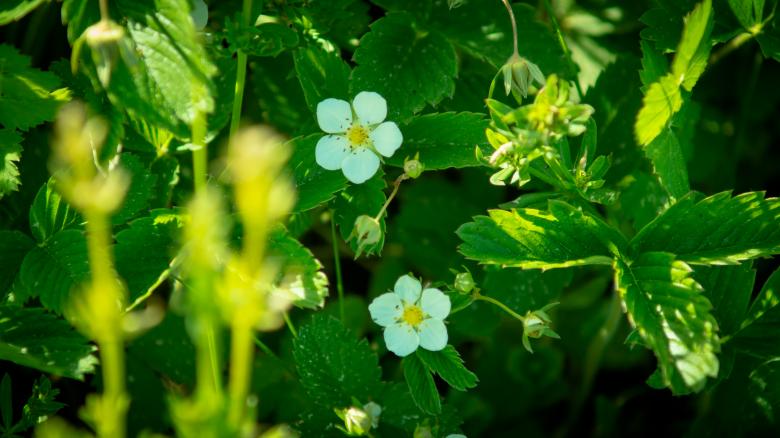 Free stock image of White flowers created by Arthur