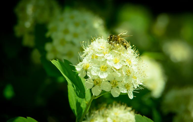 Free stock image of Bee created by Arthur