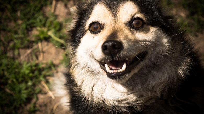 Free stock image of Dog created by Arthur