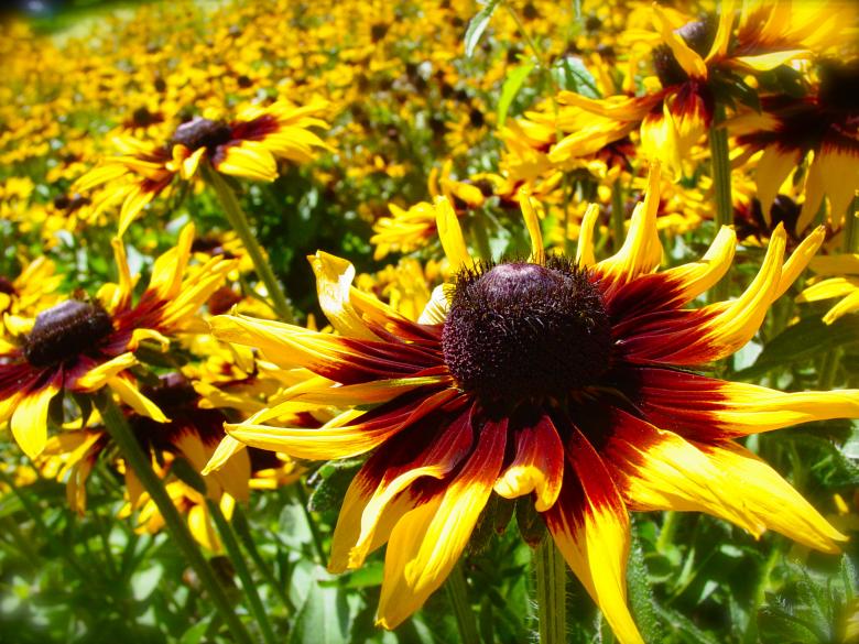 Free stock image of Yellow Sunflower Patch created by Chance Buell
