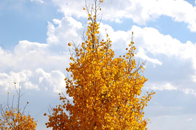 Free stock image of Orange Leaves and Clouds in the Sky created by Chance Buell