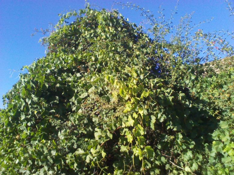 Free stock image of Grape tree created by chakomajaw