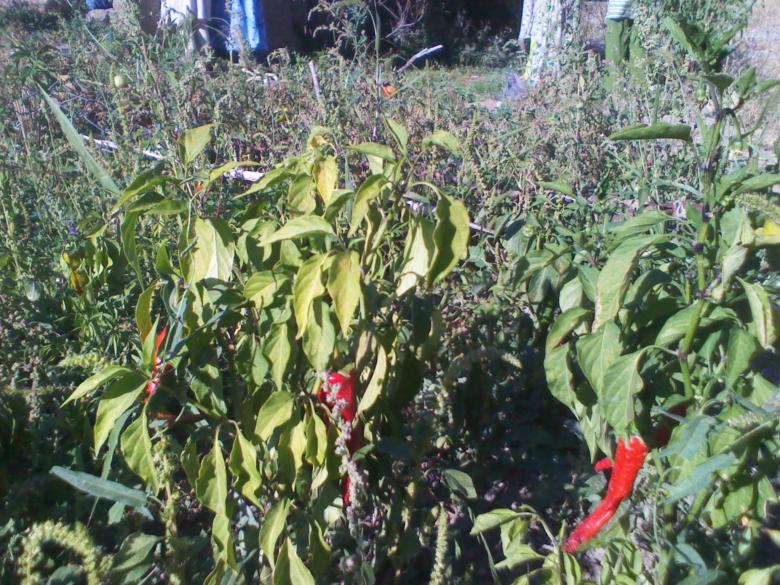Free stock image of Red Peppers created by chakomajaw
