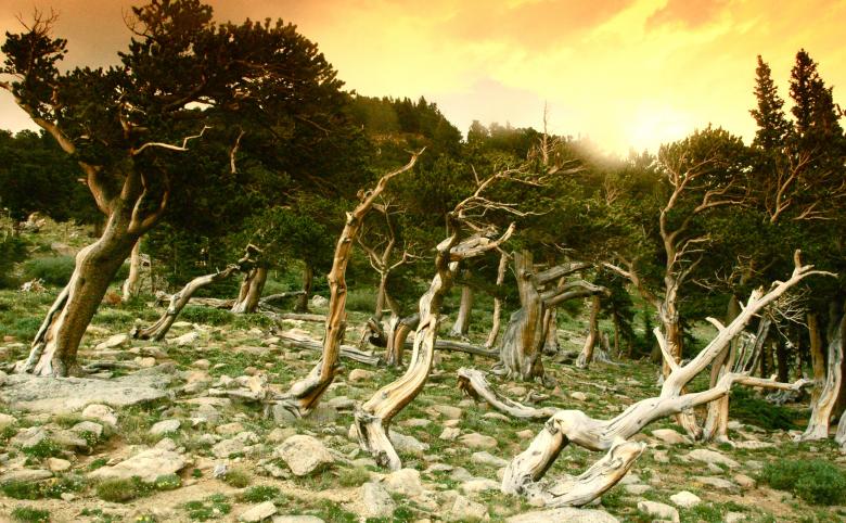 Free stock image of Crooked Trees Twist in the Orange Sky created by Chance Buell