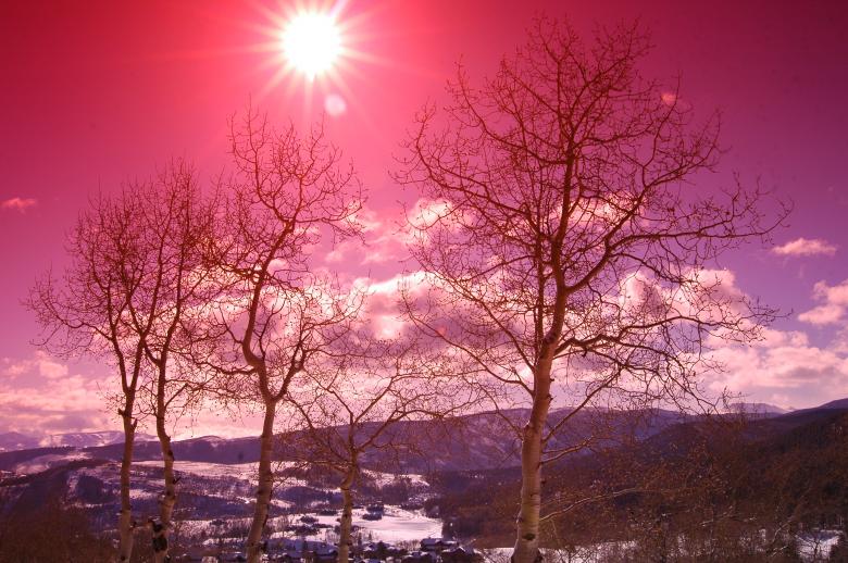 Free stock image of Aspen Trees in the Snowy Sunset created by Chance Buell