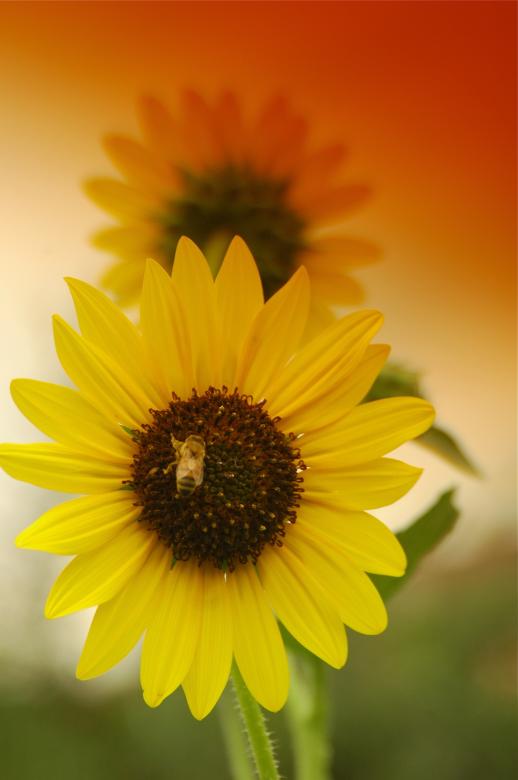 Free stock image of Bee on a Sunflower created by Chance Buell