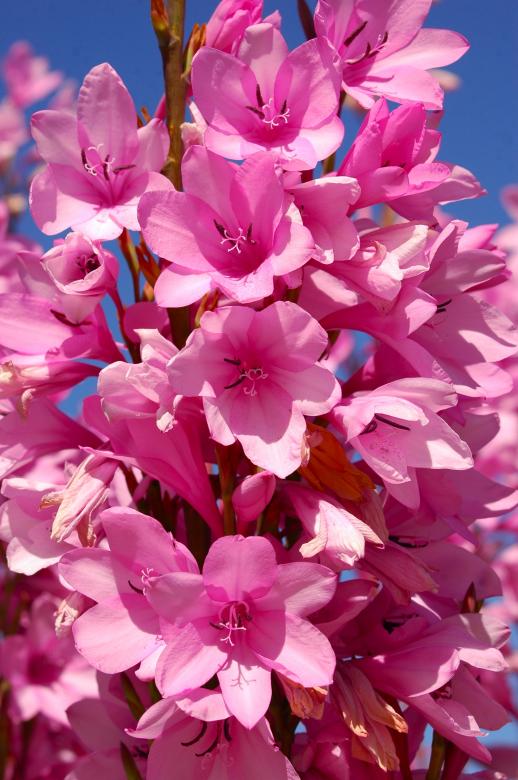 Free stock image of Tropical Pink Flowers created by Chance Buell