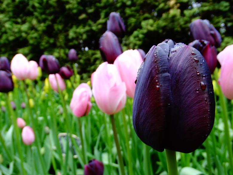 Free stock image of Black Tulip created by Soniya Ahuja