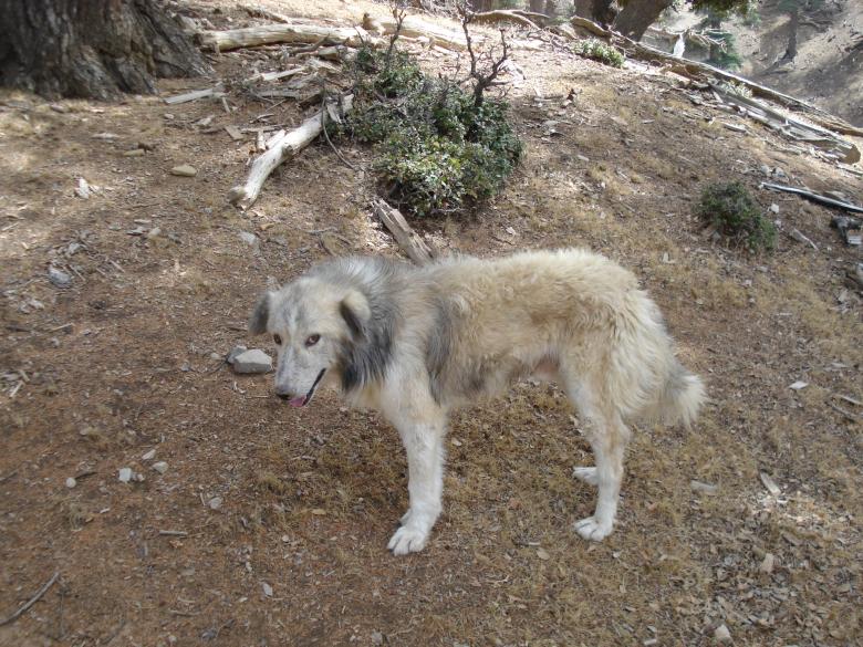 Free stock image of Guard dog created by chakomajaw