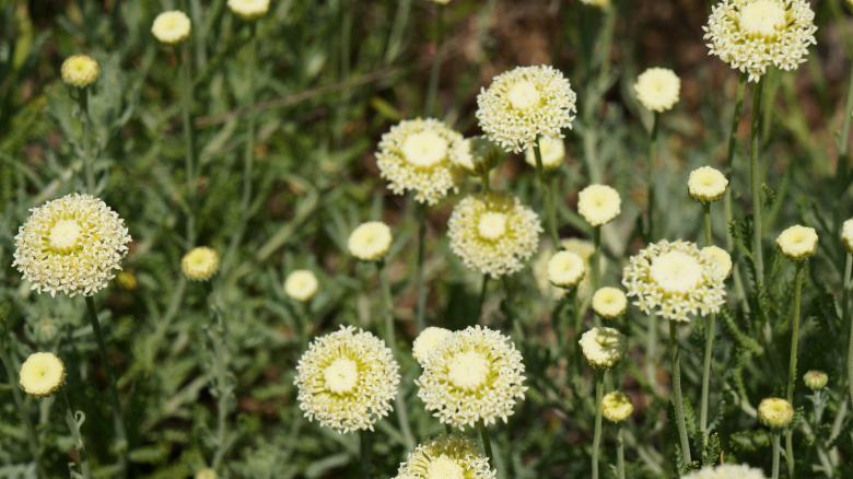 Free stock image of Yellow Flowers created by Phuong Ho
