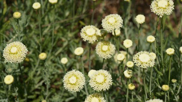 Yellow Flowers