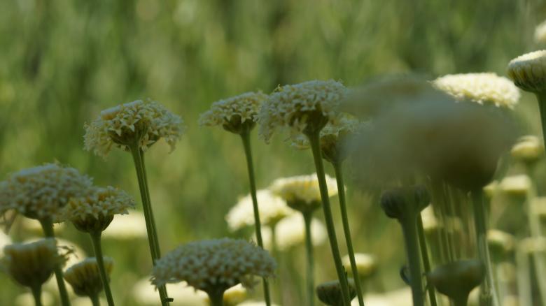 Free stock image of Yellow Flowers created by Phuong Ho