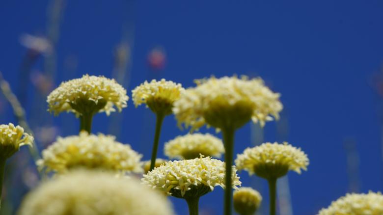 Free stock image of Yellow Flowers created by Phuong Ho